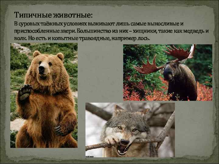 Типичные животные: В суровых таёжных условиях выживают лишь самые выносливые и приспособленные звери. Большинство