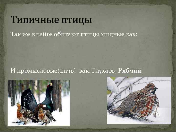 Типичные птицы Так же в тайге обитают птицы хищные как: И промысловые(дичь) как: Глухарь,