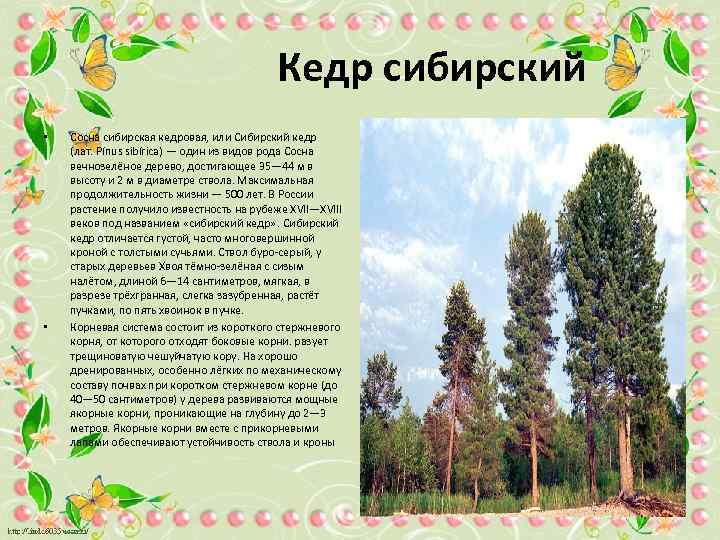 Кедр сибирский • • Сосна сибирская кедровая, или Сибирский кедр (лат. Pínus sibírica) —