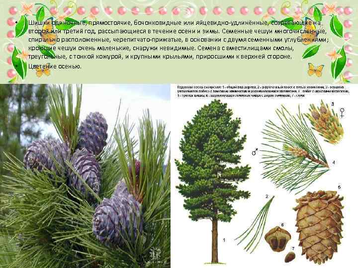  • • Шишки одиночные, прямостоячие, бочонковидные или яйцевидно-удлинённые, созревающие на второй или третий