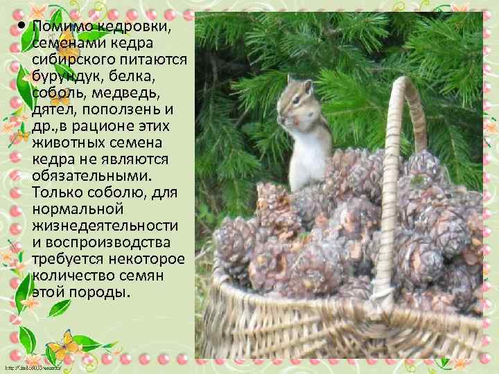  Помимо кедровки, семенами кедра сибирского питаются бурундук, белка, соболь, медведь, дятел, поползень и
