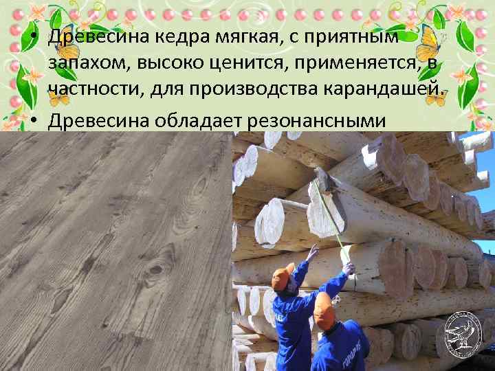  • Древесина кедра мягкая, с приятным запахом, высоко ценится, применяется, в частности, для
