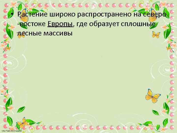  • Растение широко распространено на северо -востоке Европы, где образует сплошные лесные массивы