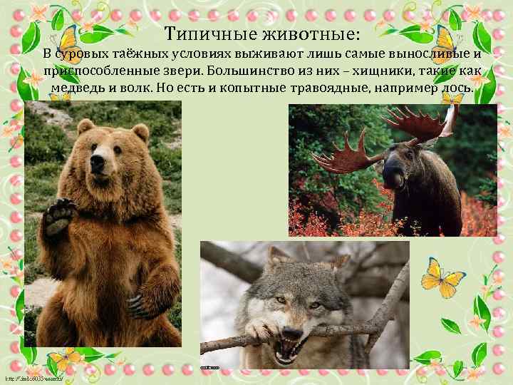 Типичные животные: В суровых таёжных условиях выживают лишь самые выносливые и приспособленные звери. Большинство