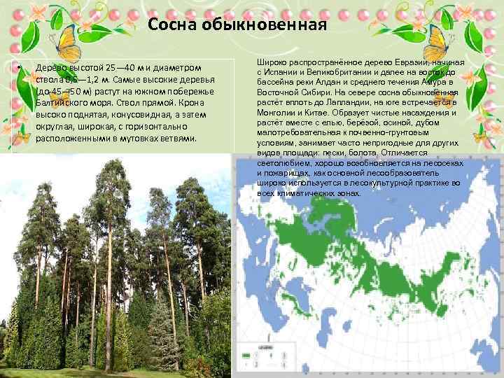 Сосна обыкновенная • Дерево высотой 25— 40 м и диаметром ствола 0, 5— 1,