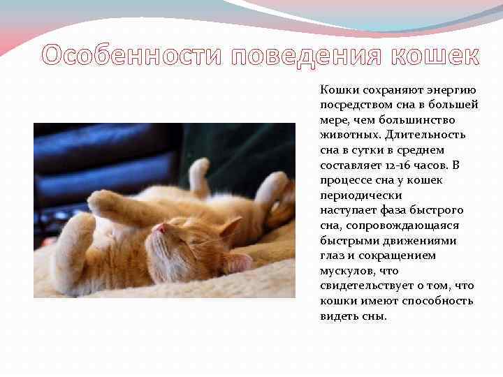 Особенности поведения кошек Кошки сохраняют энергию посредством сна в большей мере, чем большинство животных.