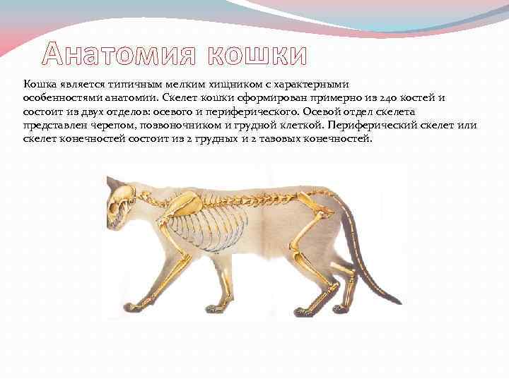 Кошки презентация 7 класс