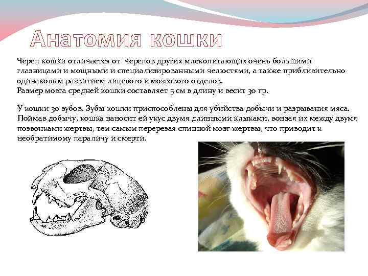 Анатомия кошки Череп кошки отличается от черепов других млекопитающих очень большими глазницами и мощными