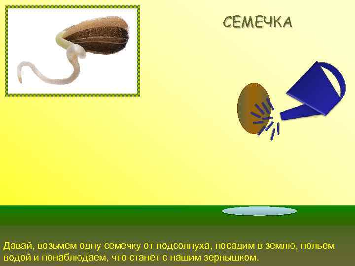 СЕМЕЧКА Давай, возьмем одну семечку от подсолнуха, посадим в землю, польем водой и понаблюдаем,