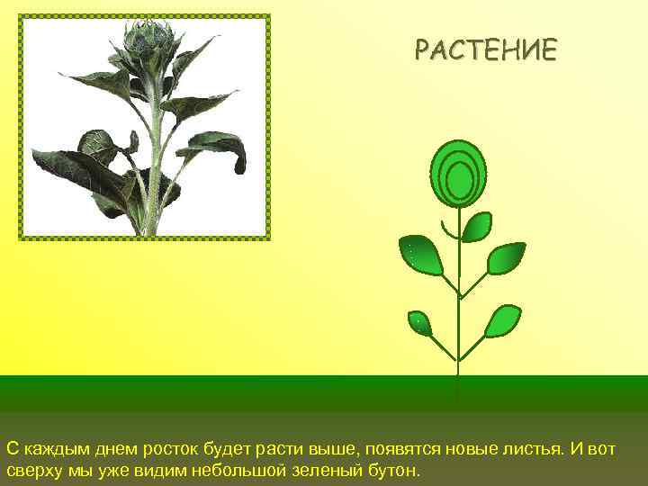 РАСТЕНИЕ С каждым днем росток будет расти выше, появятся новые листья. И вот сверху