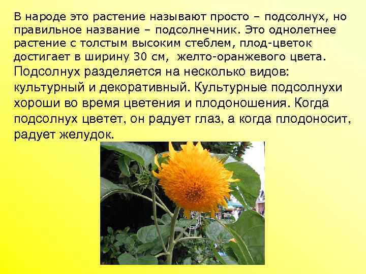 В народе это растение называют просто – подсолнух, но правильное название – подсолнечник. Это