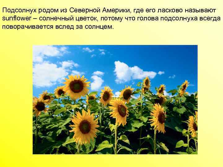 Подсолнух родом из Северной Америки, где его ласково называют sunflower – солнечный цветок, потому