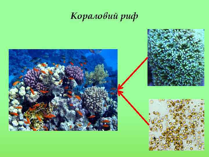 Кораловий риф 