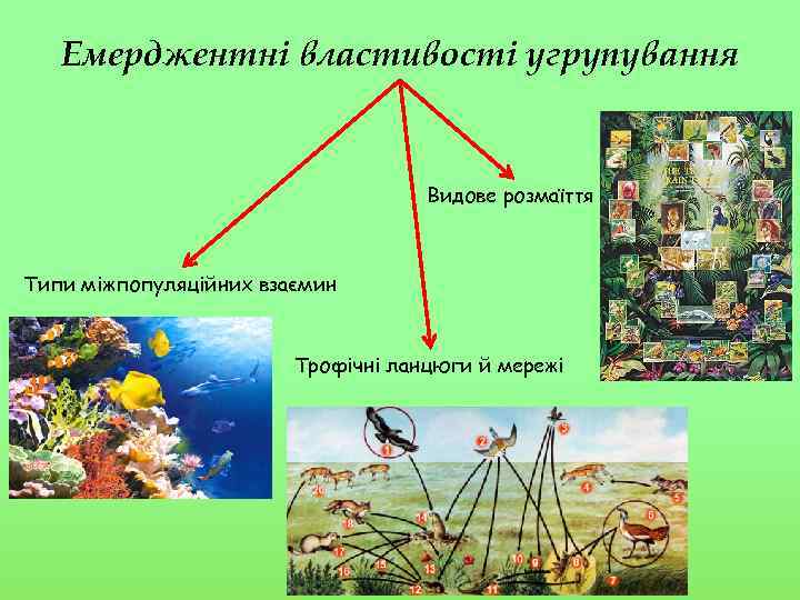 Емерджентні властивості угрупування Видове розмаїття Типи міжпопуляційних взаємин Трофічні ланцюги й мережі 