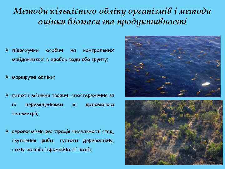 Методи кількісного обліку організмів і методи оцінки біомаси та продуктивності Ø підрахунки особин на