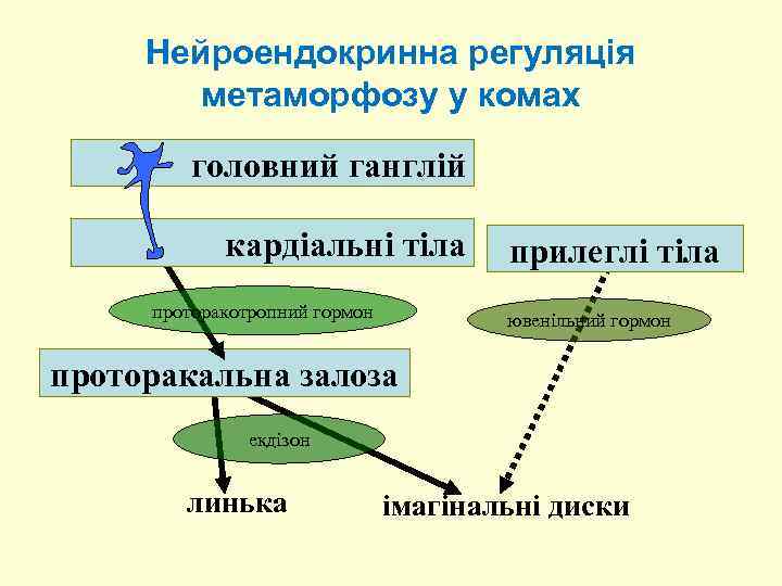 Нейроендокринна регуляція метаморфозу у комах головний ганглій кардіальні тіла проторакотропний гормон прилеглі тіла ювенільний