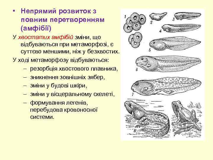  • Непрямий розвиток з повним перетворенням (амфібії) У хвостатих амфібій зміни, що відбуваються