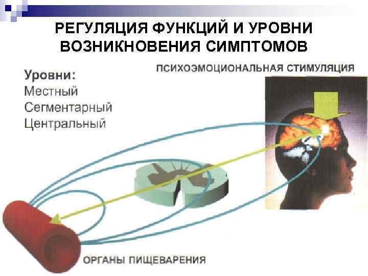 РЕГУЛЯЦИЯ ФУНКЦИЙ И УРОВНИ ВОЗНИКНОВЕНИЯ СИМПТОМОВ 