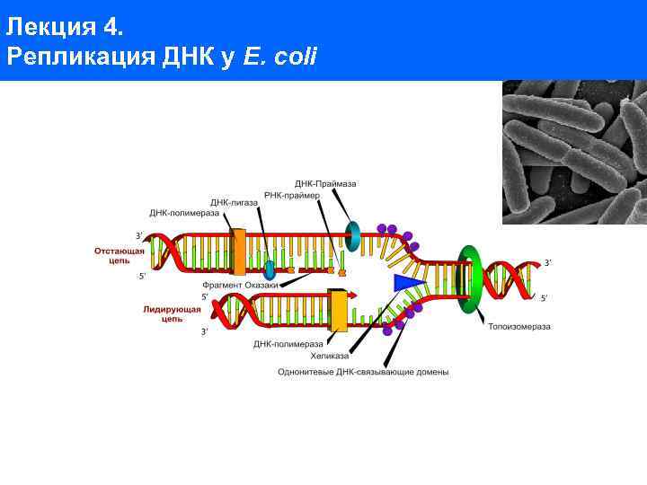 Лекция 4. Репликация ДНК у E. coli 