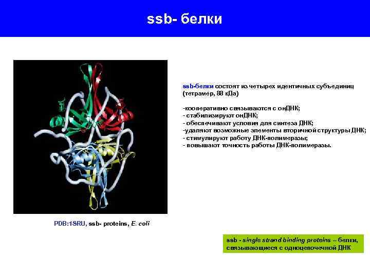 ssb- белки ssb-белки состоят из четырех идентичных субъединиц (тетрамер, 88 к. Да) -кооперативно связываются