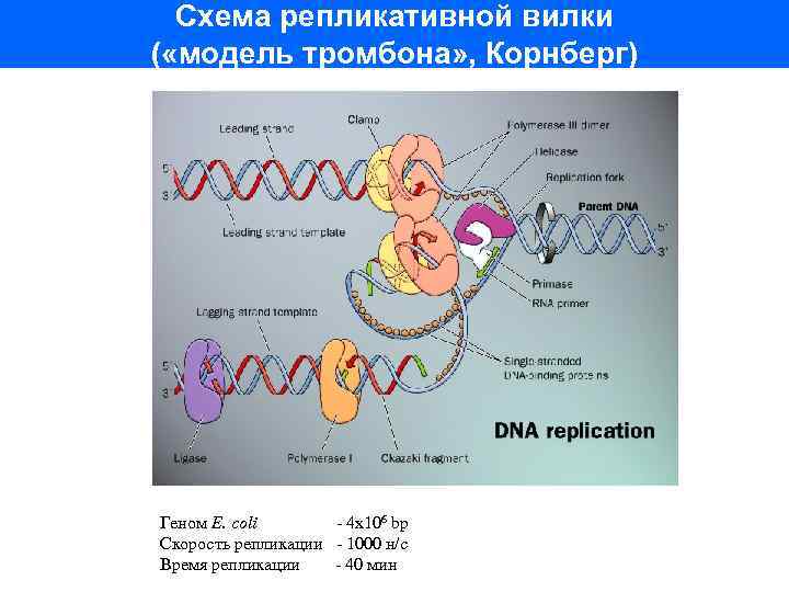 Схема репликативной вилки ( «модель тромбона» , Корнберг) Геном E. coli - 4 х106