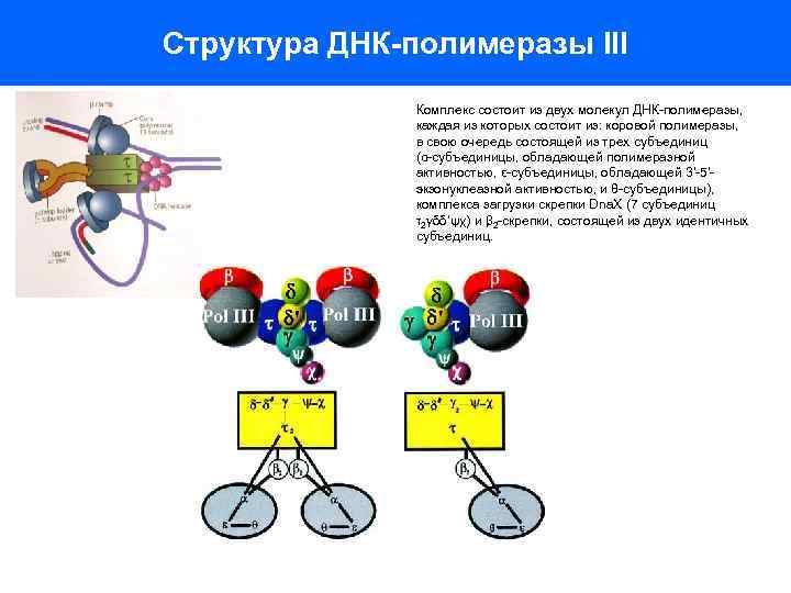 Структура ДНК-полимеразы III Комплекс состоит из двух молекул ДНК-полимеразы, каждая из которых состоит из: