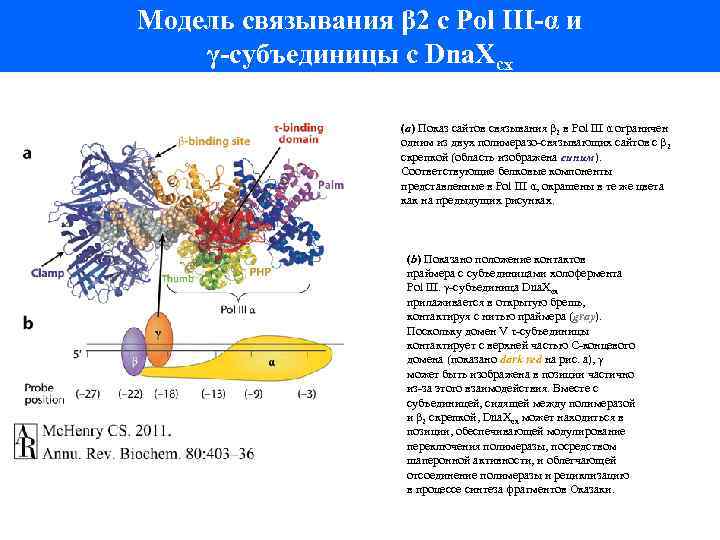 Модель связывания β 2 с Pol III-α и γ-субъединицы с Dna. Xcx (a) Показ