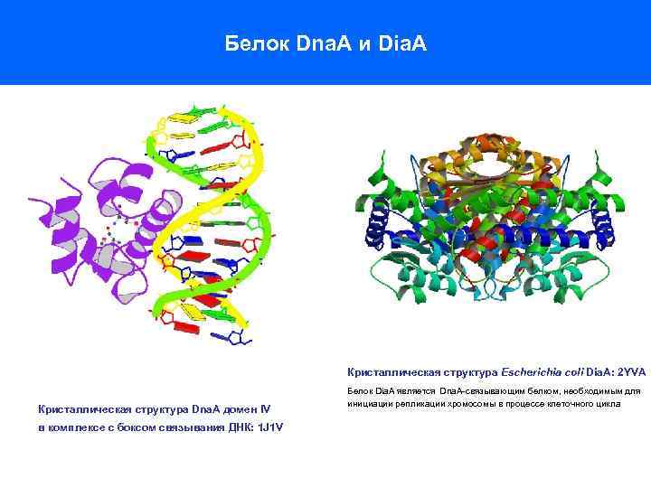 Белок Dna. A и Dia. A Кристаллическая структура Escherichia coli Dia. A: 2 YVA