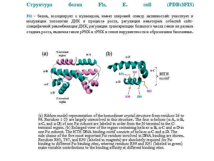 Структура белка Fis, E. coli (PDB: 3 FIS) Fis - белок, ассоциирует с нулеоидом,