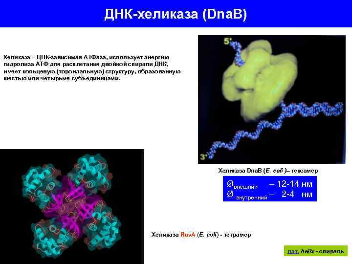 ДНК-хеликаза (Dna. B) Хеликаза – ДНК-зависимая АТФаза, использует энергию гидролиза АТФ для расплетания двойной