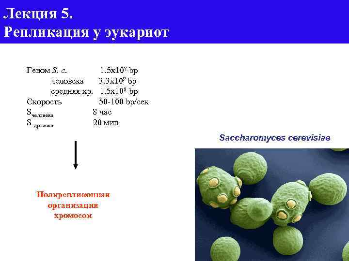 Лекция 5. Репликация у эукариот Геном S. c. 1. 5 x 107 bp человека