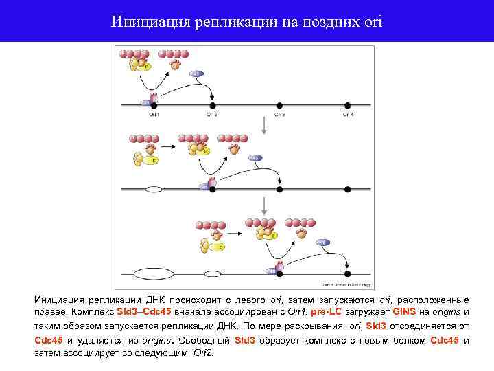 Инициация днк. Инициация репликации у эукариот. Белки инициации репликации. Схема инициации репликации. Репликация ДНК У эукариот.