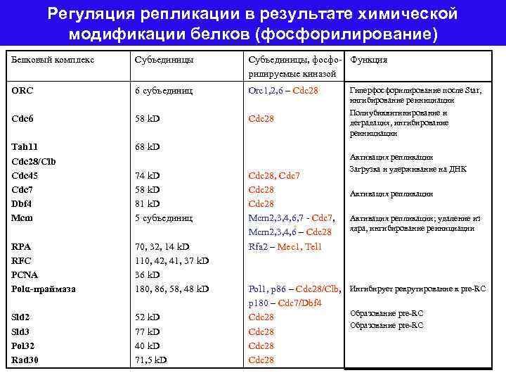 Регуляция репликации в результате химической модификации белков (фосфорилирование) Белковый комплекс Субъединицы, фосфо- Функция рилируемые