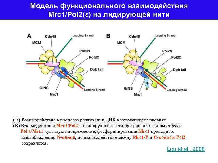 Модель функционального взаимодействия Mrc 1/Pol 2(ε) на лидирующей нити (A) Взаимодействие в процессе репликации