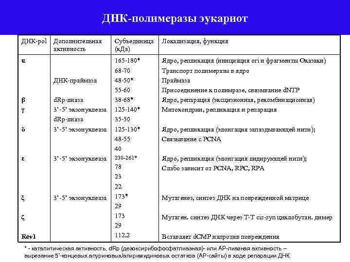 ДНК-полимеразы эукариот ДНК-pol Дополнительная активность α ДНК-праймаза β γ δ d. Rp-лиаза 3’-5’ экзонуклеаза