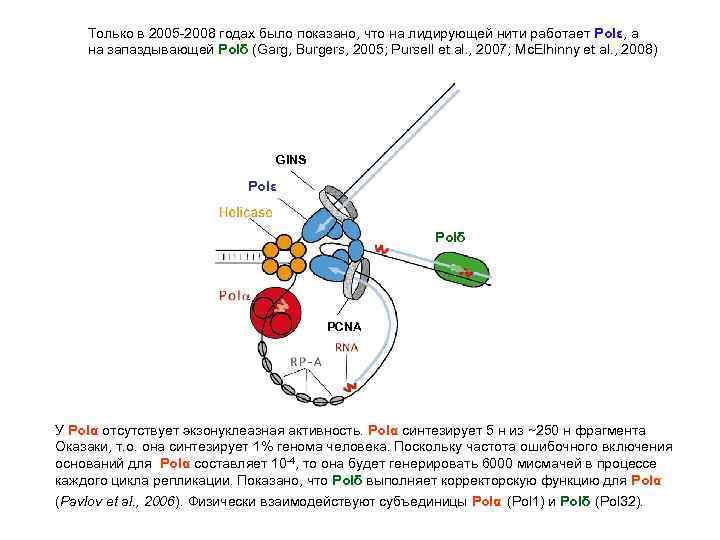 Только в 2005 -2008 годах было показано, что на лидирующей нити работает Polε, а