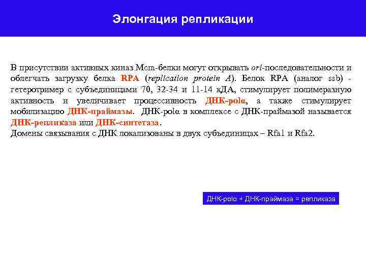 Элонгация репликации В присутствии активных киназ Mcm-белки могут открывать ori-последовательности и облегчать загрузку белка
