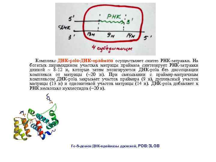 Комплекс ДНК-polα-ДНК-праймаза осуществляет синтез РНК-затравки. На богатых пиримидином участках матрицы праймаза синтезирует РНК-затравки длиной