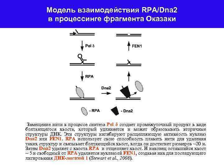 Модель взаимодействия RPA/Dna 2 в процессинге фрагмента Оказаки Замещение нити в процессе синтеза Рol