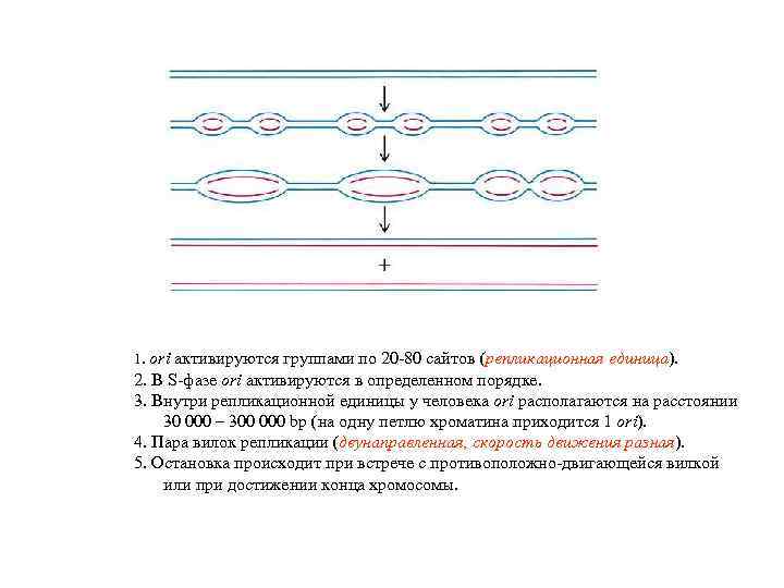 Репликация у эукариот происходит