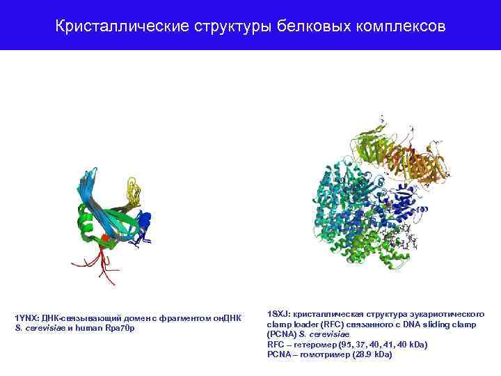 Кристаллические структуры белковых комплексов 1 YNX: ДНК-связывающий домен с фрагментом он. ДНК S. cerevisiae