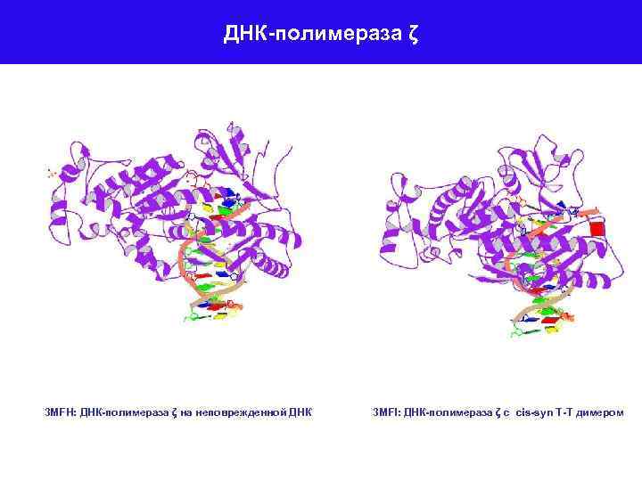 ДНК-полимераза ζ 3 MFH: ДНК-полимераза ζ на неповрежденной ДНК 3 MFI: ДНК-полимераза ζ с