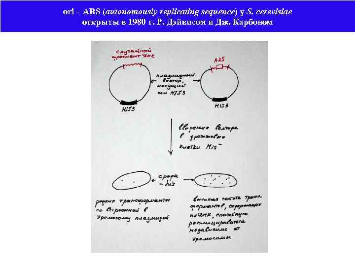 ori – ARS (autonomously replicating sequence) у S. cerevisiae открыты в 1980 г. Р.