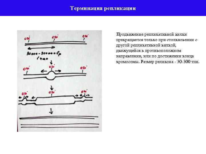 Терминация репликации Продвижение репликативной вилки прекращается только при столкновении с другой репликативной вилкой, движущейся