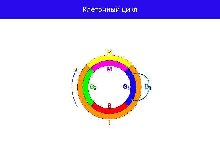 Клеточный цикл 