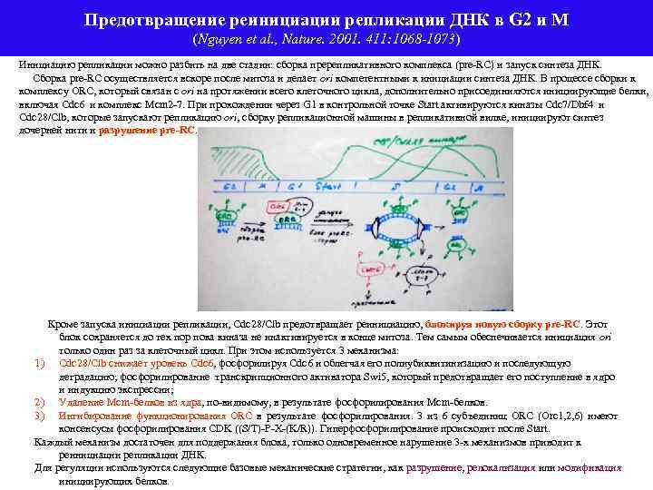 Предотвращение реинициации репликации ДНК в G 2 и М (Nguyen et al. , Nature.