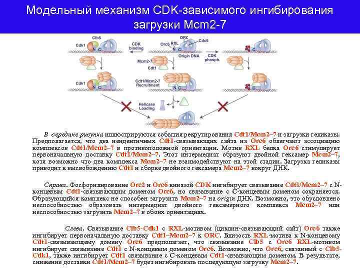 Модельный механизм CDK-зависимого ингибирования загрузки Mcm 2 -7 В середине рисунка иллюстрируются события рекрутирования