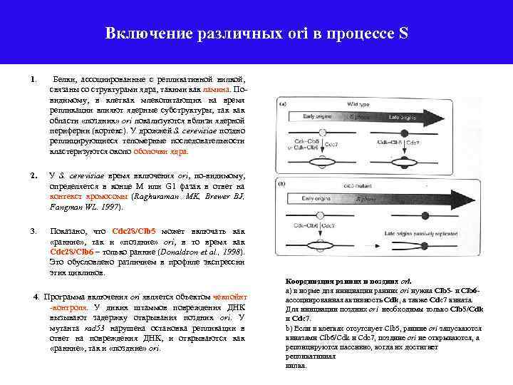 Включение различных ori в процессе S 1. Белки, ассоциированные с репликативной вилкой, связаны со
