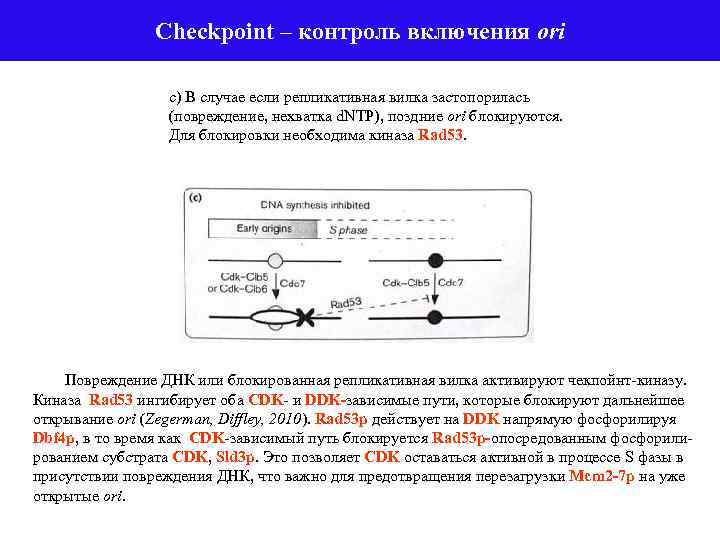 Checkpoint – контроль включения ori с) В случае если репликативная вилка застопорилась (повреждение, нехватка