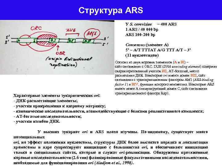 Структура ARS У S. cerevisiae ~ 400 ARS 1 ARS / 40 000 bp
